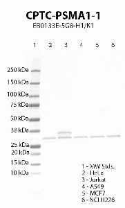 Click to enlarge image Western blot using CPTC-PSMA1-1 as primary antibody against HeLa (lane 2), Jurkat (lane 3), A549 (lane 4), MCF7 (lane 5) and NCI H226 (lane 6) cell lysates.  Expected molecular weight 30 kDa.  Molecular weight standards (MW Stds.) are also included (lane 1).  Positive for cell lines HeLa, Jurkat, A549, MCF7 and NCI H226.