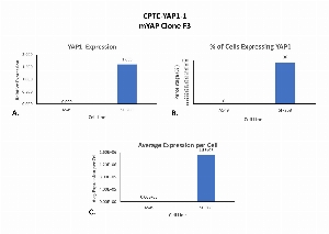 Click to enlarge image Single cell western blot using CPTC-YAP1-1 as a primary antibody against cell lysates.  Relative expression of total YAP1 in A549 and SF-268 cells (A).  Percentage of cells that express YAP1 (B).  Average expression of YAP1 protein per cell (C).  All data is normalized to β-tubulin expression.