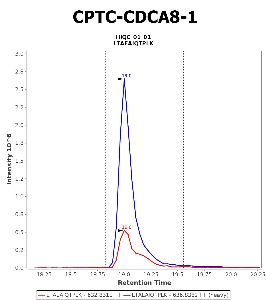Click to enlarge image Immuno-MRM chromatogram of CPTC-CDCA8-1 antibody (see CPTAC assay portal for details: https://assays.cancer.gov/CPTAC-5921)
Data provided by the Paulovich Lab, Fred Hutch (https://research.fredhutch.org/paulovich/en.html). Data shown were obtained from cell lysate.