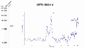 Click to enlarge image Automated western blot using CPTC-IDO1-5 as primary antibody against recombinant IDO1 protein. Protein molecular weight is about 45 KDa. The antibody cannot recognize recombinant IDO1.
