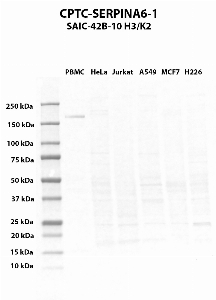 Click to enlarge image Western blot using CPTC-SERPINA6-1 as primary antibody against PBMC (lane 2), HeLa (lane 3), Jurkat (lane 4), A549 (lane 5), MCF7 (lane 6), and NCI-H226 (lane 7) whole cell lysates.  Expected molecular weight - 45.1 kDa.  Molecular weight standards are also included (lane 1).
