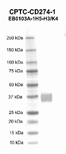 点击放大图像蛋白质印迹，使用CPTC-CD274-1作为针对人PD-L1/CD274重组蛋白的第一抗体（泳道2）。预期分子量-26.33 kDa。还包括分子量标准（车道1）。