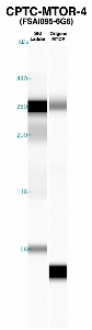 Click to enlarge image Western Blot using CPTC-MTOR-4 as primary Ab against recombinant MTOR (lane 2). Also included are molecular wt. standards (lane 1).