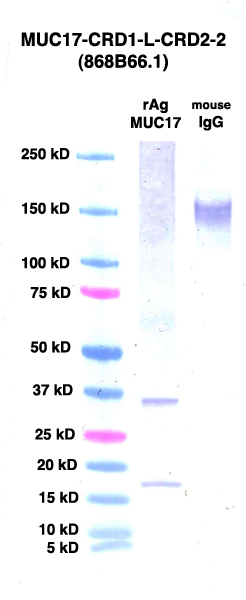 Click to enlarge image Western Blot using CPTC-MUC17-CRD1-L-CRD2-2 as primary Ab against MUC17-CRD1-L-CRD2 (rAg 00006) (lane 2). Also included are molecular wt. standards (lane 1) and mouse IgG control (lane 3).