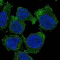 Click to enlarge image Results provided by the Human Protein Atlas (www.proteinatlas.org).
Immunofluorescent staining of human cell line THP-1 shows localization to plasma membrane & cytosol. 

Human assay: THP-1 fixed with PFA, dilution: 1:125
Human assay: U2OS fixed with PFA, dilution: 1:125