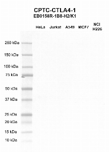 Click to enlarge image Western blot using CPTC-CTLA4-1 as primary antibody against HeLa (lane 2), Jurkat (lane 3), A549 (lane 4), MCF7 (lane 5), and H226 (lane 6) whole cell lysates.  Expected molecular weight - 24.7 kDa, 6.6 kDa, 6.7 kDa, 8.9 kDa, and 19.1 kDa.  Molecular weight standards are also included (lane 1).