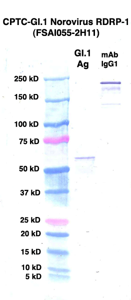 Click to enlarge image Western Blot using CPTC-GI.1 Norovirus RDRP-1 as primary Ab against (rAg 00091) (lane 2). Also included are molecular wt. standards (lane 1) and mouse IgG control (lane 3).