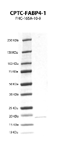 Click to enlarge image Western Blot using CPTC-FABP4-1 as primary Ab against recombinant FABP4 protein (lane 2). Also included are molecular wt. standards (lane 1).