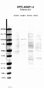 Click to enlarge image Western blot using CPTC-ASAP1-2 as primary antibody against cell lysates of OVCAR-3, OVCAR-4, OVCAR-8 and SK-OV-3. Weak band for OVCAR-8. ASAP1 expected MW is 125 KDa.