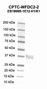 Click to enlarge image Western blot using CPTC-WFDC2-2 as primary antibody against WFDC2 recombinant protein. Molecular weight standards are also included.