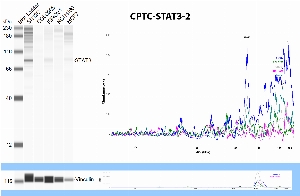 Click to enlarge image Simple Western (automated WB) using CPTC-STAT3-2 as primary antibody against the cell lysate of SN12C, COLO205, IGROV1, NCI H460 and MCF7. Expected MW is 88 KDa. The antibody is able to recognize the target protein in the whole lysates of SN12C, IGROV1, and weakly in MCF7. The quality of the lysates was verified probing them with an anti-vinculin antibody (loading control, bottom panel).