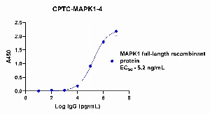 Click to enlarge image Indirect ELISA using CPTC-MAPK1-4 antibody as primary rabbit antibody against full length recombinant MAPK1 protein. MAPK1 protein was coated on the plate and detected using goat anti-rabbit antibody and TMB.