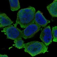 Click to enlarge image Results provided by the Human Protein Atlas (www.proteinatlas.org).
The subcellular location is supported by literature.  Immunofluorescent staining of human cell line THP-1 shows localization to plasma membrane. Human assay: THP-1 fixed with PFA, dilution: 1:100
Human assay: U2OS fixed with PFA, dilution: 1:100