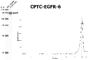 Click to enlarge image SW using CPTC-EGFR-6 as primary antibody against the over-expressed lysate of EGFR. The antibody is able to recognize the recombinant protein.