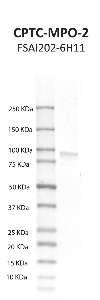 Click to enlarge image Western blot using CPTC-MPO-2 as primary antibody against human myeloperoxidase (MPO), nuclear gene encoding mitochondrial recombinant protein (lane 2).  Expected molecular weight - 83.7 kDa.  Molecular weight standards are also included (lane 1).