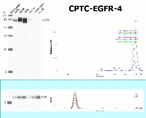 Click to enlarge image SW using CPTC-EGFR-4 as primary antibody against the whole lysates of A498, ACHN, H226, H322M, CCRF-CEM and HL-60. The antibody is able to recognize the endogenous protein in  A498, ACHN, H226 and H322M.