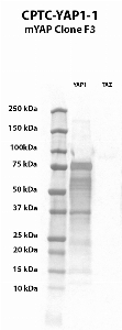 Click to enlarge image Western blot using CPTC-YAP1-1 against YAP1 and TAZ recombinant human proteins. The antibody recognizes YAP1, and does not cross react with TAZ.