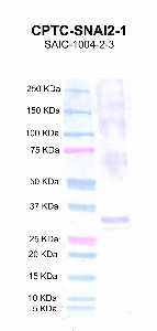 Click to enlarge image Western blot using CPTC-SNAI2-1 as primary antibody against full length SLUG protein (lane 2) with expected MW of 32.7KDa.  Molecular weight standards are also included (lane 1).
