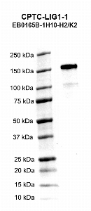 Click to enlarge image Western blot using CPTC-LIG1-1 as primary antibody against human ligase I, DNA, ATP-dependent (LIG1) recombinant protein (lane 2).  Expected molecular weight - 101.6 kDa.  Molecular weight standards are also included (lane 1).