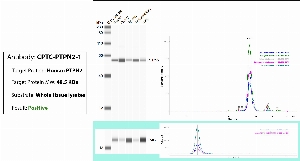 Click to enlarge image Automated WB (Simple Western) using CPTC-PTPN2-1 as primary antibody against the whole lysate of breast, ovary, spleen, endometrium and lung tissues. Expected MW is 48.5 KDa. The antibody recognizes the target in tested lysates. The same cell lysates were probed with an anti-CytC antibody (bottom panel).