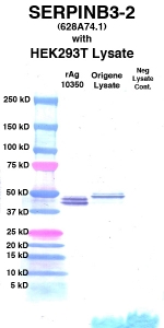 Click to enlarge image Western Blot using CPTC-SERPINB3-2 as primary Ab against cell lysate from transiently overexpressed HEK293T cells form Origene (lane 3). Also included are molecular wt. standards (lane 1), lysate from non-transfected HEK293T cells as neg control (lane 4) and recombinant Ag SERPINB3 (NCI 10350) in (lane 2). 