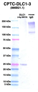 Click to enlarge image Western Blot using CPTC-DLC1-3 as primary Ab against DLC1 (rAg 00016) (lane 2). Also included are molecular wt. standards (lane 1) and mouse IgG control (lane 3).