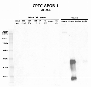 Click to enlarge image Western blot using CPTC-APOB-1 as primary antibody against COLO205 (lane 2), HCC-2998 (lane 3), HCT-116 (lane 4), HCT-15 (lane 5), HT-29 (lane 6), SW-620 (lane 7), CaCO2 (lane 8), Hep G2 (lane 9) whole cell lysates and human (lane 10), mouse (lane 11), bovine (lane 12), and rabbit (lane 13) plasma.  Expected molecular weight &ndash; 516 kDa.  Molecular weight standards are also included (lane 1). Human plasma is positive.