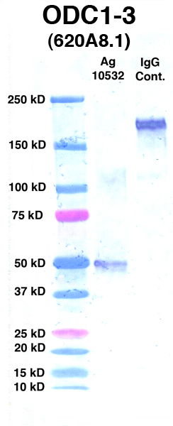 Click to enlarge image Western Blot Using CPTC-ODC1-3 as primary Ab against Ag 10532(Lane 2). Also included are Molecular Weight markers (Lane 1) and mouse IgG positive control (Lane 3).