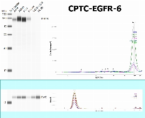 Click to enlarge image SW using CPTC-EGFR-6 as primary antibody against the whole lysates of A498, ACHN, H226, H322M, CCRF-CEM and HL-60. The antibody is able to recognize the endogenous protein in  A498, ACHN, H226 and H322M.