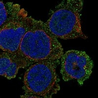 Click to enlarge image Results provided by the Human Protein Atlas (www.proteinatlas.org). The subcellular location is supported by literature. Immunofluorescent staining of human cell line THP-1 shows localization to plasma membrane & vesicles.
Human assay: THP-1 fixed with PFA, dilution: 1:100
Human assay: U2OS fixed with PFA, dilution: 1:100