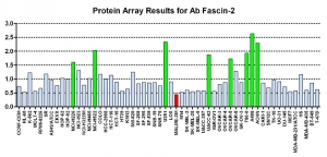Click to enlarge image Protein Array in which CPTC-Fascin 1-2 is screened against the NCI60 cell line panel for expression. Data is normalized to a mean signal of 1.0 and standard deviation of 0.5. Color conveys over-expression level (green), basal level (blue), under-expression level (red).