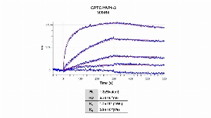 Click to enlarge image Affinity and binding kinetics of CPTC-YAP1-3 and mouse YAP1 full length recombinant protein were measured using biolayer interferometry. Mouse YAP1 recombinant protein was amine coupled onto AR2G biosensors. CPTC-YAP1-3 mouse antibody at 256 nM, 64 nM, 16 nM, 4 nM,  and 1.0 nM, was used as analyte. Buffer only and biosensors immobilized without recombinant protein were used as references for background subtraction.  All data was analyzed globally using a bivalent fitting model.