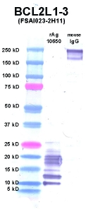 Click to enlarge image Western Blot using CPTC-BCL2L1-3 as primary Ab against BCL2L1 (rAg 10650) in lane 2. Also included are molecular wt. standards (lane 1) and mouse IgG control (lane 3).