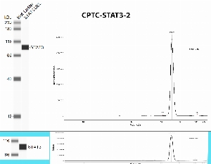 Click to enlarge image Simple Western (automated WB) using CPTC-STAT3-2 as primary antibody against the over-expressed lysate of STAT3 (expected MW is 88 KDa). The protein in the over-expressed lysate is Myc-tagged, and it was also tested with a anti-Myc antibody (positive control, bottom panel). The antibody CPTC-STAT3-3  is able to recognize the target protein in the over-expressed lysate.