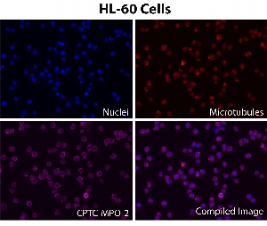 Click to enlarge image Immunofluorescence staining using CPTC-MPO-2 as primary antibody (pink-violet) against HeLa and HL-60 cells.  HL-60 cells show MPO protein subcellular localization in the lysosome.