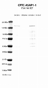 Click to enlarge image Western blot using CPTC-ASAP1-1 as primary antibody agaisnt cell lysates of OVCAR-3, OVCAR-4, OVCAR-8 and SK-OV-3. Molecular weight standards are also included. ASAP1 expected M.W. is ~125 KDa.