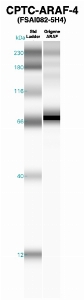 Click to enlarge image Western Blot using CPTC-ARAF-1 as primary Ab against recombinant ARAF (lane 2). Also included are molecular wt. standards (lane 1).