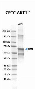 Click to enlarge image Western blot using CPTC-AKT1-1 as primary antibody against recombinant AKT1. The antibody can recognize the target.
