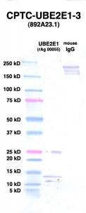 Click to enlarge image Western Blot using CPTC-UBE2E1-3 as primary Ab against UBE2E1 (rAg 00055) (lane 2). Also included are molecular wt. standards (lane 1) and mouse IgG control (lane 3).
