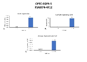 Click to enlarge image Single cell western blot using CPTC-EGFR-5 as a primary antibody against HL-60 and NCI H226 cell lysates.  Relative expression of total EGFR in HL-60 and NCI H226 cells (A).  Percentage of cells expressing EGFR (B).  Average expression of EGFR protein per cell (C).  All data is normalized to β-tubulin expression.