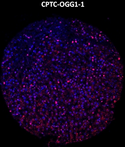 Click to enlarge image Imaging mass cytometry on normal liver tissue core using CPTC-OGG1-1 metal-labeled antibody.  Data shows an overlay of the target protein signal (red) and DNA (blue). Dilution: 1:100 of 0.5mg/mL stock. Signal was also obtained in other normal tissue (liver) and cancer tissues (breast, colon, ovarian, lung, and prostate).