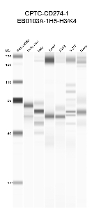 Click to enlarge image Automated western blot using CPTC-CD274-1 as primary antibody against buffy coat (lane 2), HeLa (lane 3), Jurkat (lane 4), A549 (lane 5), MCF7 (lane 6), and H226 (lane 7) cell lysates.  Expected molecular weight - 26.33 kDa.  Molecular weight standards are also included (lane 1). Inconclusive data.