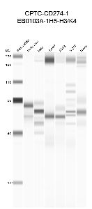 点击放大图像使用CPTC-CD274-1作为针对棕黄色大衣（第2道）、HeLa（第3道）、Jurkat（第4道）、A549（第5道）、MCF7（第6道）和H226（第7道）细胞裂解物的一级抗体的自动免疫印迹。预期分子量-26.33 kDa。还包括分子量标准（车道1）。无结论的数据。