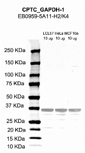 点击放大图像，使用CPTC-GAPDH-1作为细胞裂解物LCL57（第2道）、HeLa（第3道）和MCF10A（第4道）的主要抗体。还包括分子量标准（车道1）