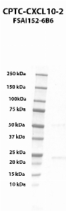 Click to enlarge image Western blot using CPTC-CXCL10-2 as primary antibody against human chemokine (C-X-C motif) ligand 10 (CXCL10) recombinant protein (lane 2).  Expected molecular weight - 8.6 kDa.  Molecular weight standards are also included (lane 1). Target is shows a higher apparent M.W. than expected M.W. presumably due to potential dimerization.