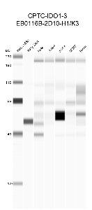 Click to enlarge image Automated western blot using CPTC-IDO1-3 as primary antibody against buffy coat (lane 2), HeLa (lane 3), Jurkat (lane 4), A549 (lane 5), MCF7 (lane 6), and H226 (lane 7) cell lysates.  Expected molecular weight - 48 kDa.  Molecular weight standards are also included (lane 1). Data is positive for buffy coat, presumed positive for A549 and NCI-H226. Data is negative/inconclusive for remaining cell lines.