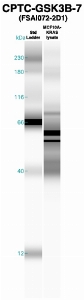 Click to enlarge image Western Blot using CPTC-GSK3B-7 as primary Ab against MCF10A-KRAS cell lysate (lane 2). Also included are molecular wt. standards (lane 1).