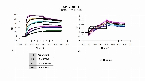 Click to enlarge image The affinity and binding kinetics of CPTC-RB1-4 antibody and BSA-conjugated phosphorylated-peptide, “ILVSIGESFG-pT-SEK” (A) and non-phosphorylated peptide (B), were measured using surface plasmon resonance. Peptide was amine coupled onto a Series S CM5 biosensor chip. Antibody at 256 nM, 64 nM, 16 nM, 4 nM, 1.0 nM and 0.25 nM, was used as analyte. Binding data were double-referenced and analyzed globally using a bivalent fitting model.