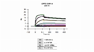 Click to enlarge image Affinity and binding kinetics of CPTC-YAP1-4 and mouse YAP1 full length recombinant protein were measured using surface plasmon resonance.  Mouse YAP1 full length recombinant protein was amine coupled onto a Series S CM5 biosensor chip. CPTC-YAP1-4 mouse antibody at 1024 nM, 256 nM, 64 nM, 16 nM, 4 nM, 1 nM, 0.25 nM, and 0.0625 nM was used as analyte. All data were double referenced and analyzed globally using a bivalent fitting model.
