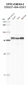 Click to enlarge image Automated western Blot using CPTC-CHEK2-2 as primary antibody against cell lysates LCL57 (lane 2), HeLa (lane 3) and MCF10A (lane 4). Also included are molecular weight standards (lane 1)